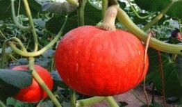 东瓜娱乐吃瓜,揭秘娱乐圈那些吃瓜背后的故事