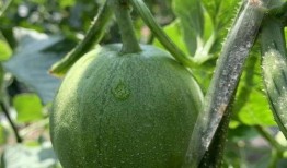 娱乐吃瓜封面如何做的