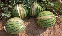 吃瓜娱乐图片高清无水印