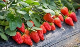 娱乐吃瓜草莓小说,娱乐圈的甜蜜瓜田