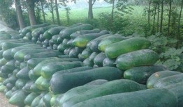 东瓜娱乐吃瓜,揭秘娱乐圈那些吃瓜背后的故事