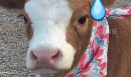 娱乐吃瓜酱狮子,揭秘娱乐圈背后的狮子故事