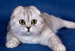 娱乐吃瓜君七七和折耳猫,娱乐圈的甜蜜邂逅