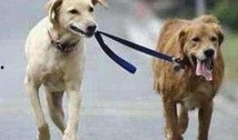 娱乐吃瓜酱遛狗小说下载