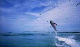 娱乐吃瓜酱飞鸟与鱼,娱乐吃瓜酱的甜蜜邂逅