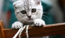 娱乐吃瓜君七七和折耳猫,娱乐圈的甜蜜邂逅