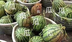 娱乐吃瓜头像高清图,带你领略潮流风尚